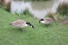 around-margam-park_53658375064_o