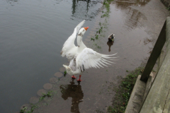 around-margam-park_53658488520_o