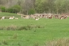 herd-of-deer_53657209832_o