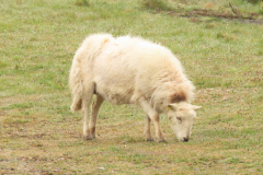 around-the-garn-lakes_53689701969_o