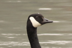 around-the-garn-lakes_53689795850_o