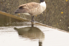 around-the-garn-lakes_53689795880_o